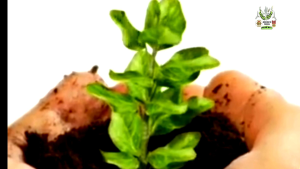 Media Tanam Tanah Subur Siap Pakai (15 kg full Hara)