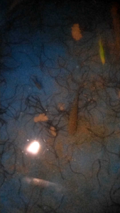 benih anakan ikan sidat sehat siap budidaya 50 ekor