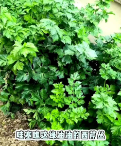(ELDORA SEEDS) BIJI | BENIH SELEDRI BATANG BESAR TALL UTAH (isi -+200 Butiran)