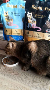 Royal Puss Makanan Kering Makanan Kucing Salmon 800gr 100% No Pork