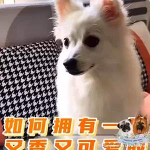 ￼【ChewNergy】 Meatyway旗下Dog Dental Molars Dog Training Dental Treats Snacks 161g齿能宠物狗狗元气健齿环磨牙棒换牙期洁齿骨
