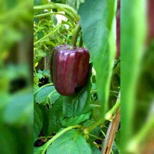 5 BIJI BENIH PAPRIKA UNGU IMPORT