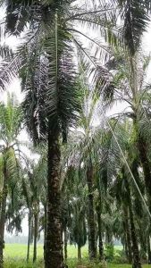 KLS PALM KING LONG ULTRA & EGREK ORIGINAL MALAYSIA: Desain Unik & Kualitas Tinggi