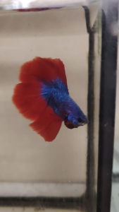 Double Tail Haftmoon Betta Fish - Mascot