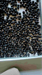 Biji Buah Angkung Kering Obat Stroke & Darah Tinggi 200 Biji + Bonus 10 Biji