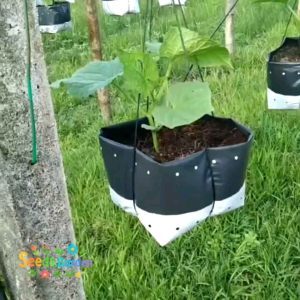 [TERLARIS] BIJI/BENIH TIMUN  LALAP HIJAU BERBUAH LEBAT GENJAH F1