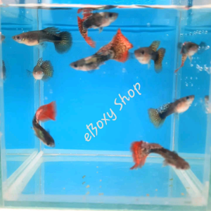 Red Dragon Dumbo Guppy