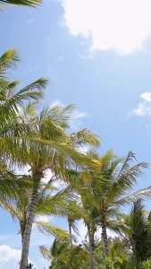 กิฟฟารีน ฟิตต์ มีล Giffarine Fitt Meal High-Protein Low-Calorie Meal Replacement - ทดแทนมื้ออาหาร โปรตีน ควบคุม น้ำหนัก