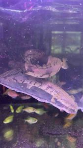BICHIR TIGER SAIZ L 8INCH PALMAS