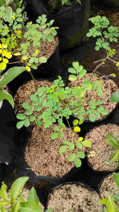 Sindo - Moringa Plant: Superfood for Health and Wellness