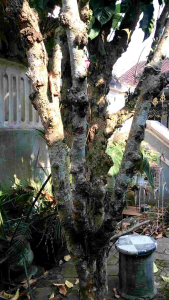 Pupuk Buah Zuper Booster: Beli 1 Kirim 10 & Bisa COD