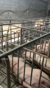 SANFO.IVERMEC 1% – Dung Dịch Hỗ Trợ Kiểm Soát Ký Sinh Ngoài Da & Đường Ruột Cho Gia Súc Gia Cầm (10ml / 100ml)