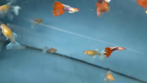 Big Tail Sky Blue Guppy (Female) 天空蓝孔雀母鱼/Sky Red Guppy (Male) 天空红孔雀公鱼