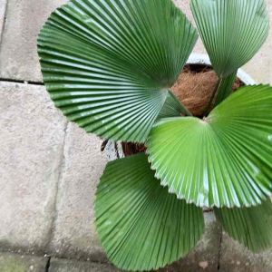 SOV Licuala Cordata Dwart Fan Palm Indoor Plant Rare Plant unique Plant Real Live Plant Easy care Plant