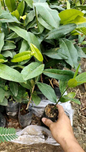 Nadtida ต้นเกด 200mm ต้นไม้ตาย ระหว่าง 250kg ราคา 599฿ รายละเอียด