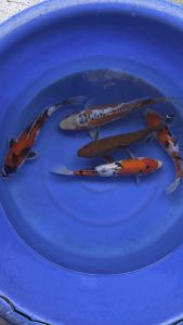 Japan koi import 35-38cm from Marusei Farm  5pcs Combo at RM3388 + shipping RM120 ( 2 boxes )