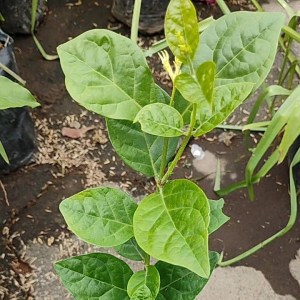 Arabian Jasmine / 茉莉花 / Melati Wangi Kampung / चमेली का फूल – Fragrant Blooms Easy to Grow Long Flowering Tropical Ha