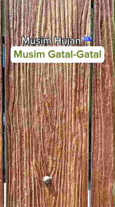 Sabun Panu Lengkuas Penghilang Panu Paling Ampuh / Sabun Herbal Lengkuas Giza Beauty