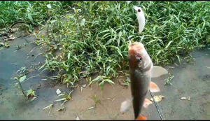 Umpang Hampala Minnow Cetul India: Perangkap Ikan Air Tawar Berkualitas Tinggi