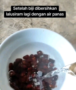 30 BUTIR BIJI/BENIH ASAM JAWA (BAHAN BONSAI)
