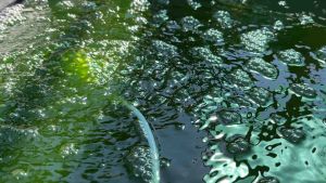 KPK ปุ๋ยน้ำ KPK ธาตุอาหารสำหรับขยายน้ำเขียว (คลอเรลลา)