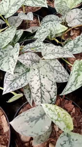 Tanaman Hias Daun Scindapsus Silver Lady: Taman Indoor & Interior
