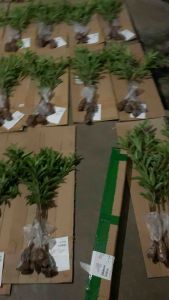 Bibit Sawo Jumbo | Sawo Mentimun Hasil Okulasi Pendek Siap Berbuah