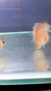 Discus Red Turquoise / ikan hias aquarium air tawar