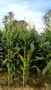 BIBITBENIH JAGUNG MANIS MADU ISI 150-170