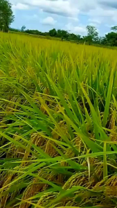 Benih padi MAPAN 05 BERKUALITAS UNGGUL kemasan 2kg