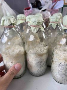 เห็ดบด หรือ เชื้อเห็ดกระด้าง เจาะใส่ขอนไม้ 1ชุด มี 5 ก้อน