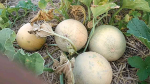 BENIH MELON MANIS (100 BUTIR)