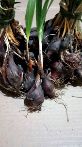 Bawang Dayak Organik: Bawang Hutan Segar 1 Kg