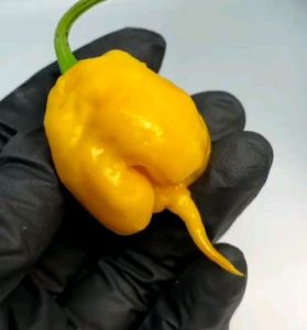 5 BUTIR BIJI/BENIH CABE YELLOW CAROLINA REAPER