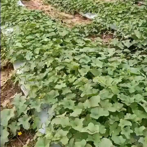 (KEMASAN PREMIUM) BIJI | BENIH TANAMAN BLEWAH MADU ( isi -+3 gram)