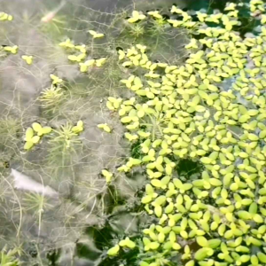Duckweed tumbuhan akuatik (Aquarium plant)