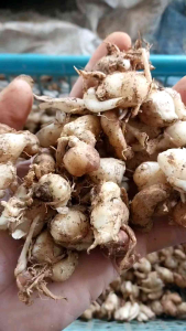 KENCUR SEGAR /KENCUR SEBLAK AROMA KHAS WANGI (1kg)