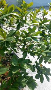 Kinkinbul Combo 3 Gói Chống Thối Nhũn 45g Giúp Cây Cảnh Phát Triển Mạnh Mẽ & Tiết Kiệm Chi Phí Bổ Sung Dinh Dưỡng Hoa Lan