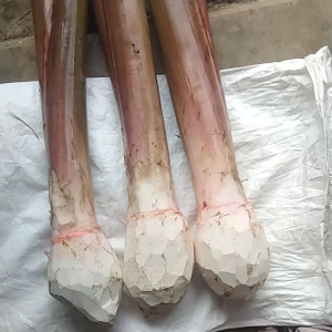 Jual Ubi Talas Bogor Sayur Harga 15000