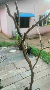 คอนนก/ กิ่งไม้แห้งธรรมชาติสำหรับนกเกาะพร้อมฐาน