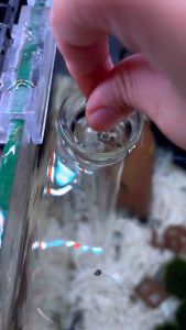 จานใส่อาหารกุ้ง ถาดใส่อาหารกุ้ง จานกุ้ง จานอาหารกุ้ง แบบติดกระจก | บ้านไม้น้ำ🌿