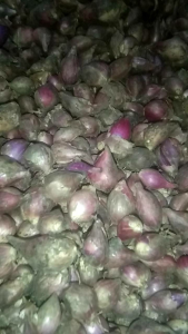 bawang merah brebes 500grm