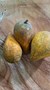 Buah sawo mentega sawo belanda buah alkesa 1 kg-az