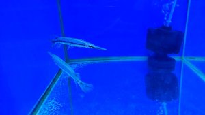 Spotted gar longnose/斑点鳄雀鳝/尖嘴鳄/长嘴福鳄(6—7 inci)