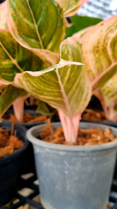 ต้นพิงค์กี้พาย อโกนีมา ไม้ใบสวยงาม คัดสวย ส่งพร้อมกระถางดำ ไม้แสงร่ำไร