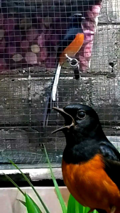 Pur Kicau Murai Cucak Ijo. Voer Aroma Buah Segar & Kicau Gacor Penggacor Alami Burung Kicauan.