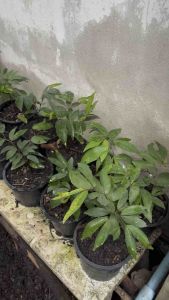 ต้นอัมพวา หรือ มะขามคางคก เป็นผลไม้พื้นบ้านที่ค่อนข้างหาได้ยาก เป็นพืชที่มีทรงพุ่มและใบสวยงาม ผลรับประทานได้ และปลูกเป็นไม้บอนไซก ผ่อนไหนคือ ต้นอัมพวา หรือ มะขามคางคก