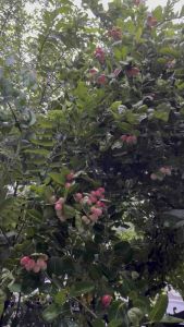 มะม่วงหาวมะนาวโห่ จำหน่ายต้นพันธุ์พร้อมปลูกชำลงกระถางรากเต็ม สามารถนำไปปลูกลงพื้นดินทันที ออกดอกออกผลไวไม่ต้องคอยนาน