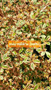 ต้น แผ่บารมี แผ่บารมีด่าง แคระ หูกระจงด่างชมพู หูกระจงแคระด่าง ไม้ประดับ ไม้บอนไซใบด่าง ( ต้นแบบเสียบยอด )