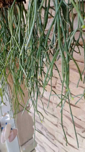 Mistletoe Cactus